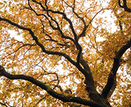 autumn tree nature
